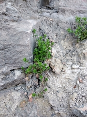 Arenaria serpyllifolia