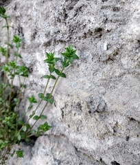Arenaria serpyllifolia