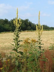 Verbascum speciosum