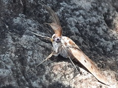 Sommeria marchalii