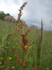 Rumex arifolius