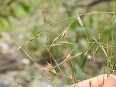 Eriachne pallescens