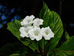 Cordia superba