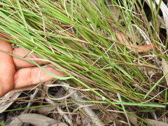 Eriachne pallescens