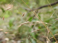 Eriachne pallescens