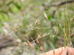 Eriachne pallescens