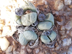 Argyroderma framesii