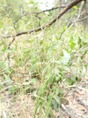 Eriachne pallescens