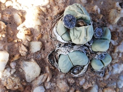 Argyroderma framesii