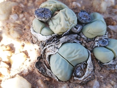 Argyroderma framesii