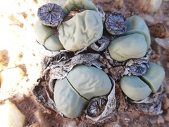 Argyroderma framesii
