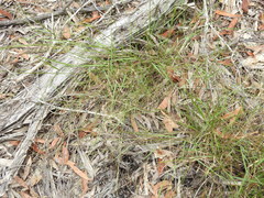 Eriachne pallescens