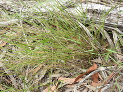 Eriachne pallescens