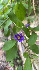 Lycianthes rantonnetii