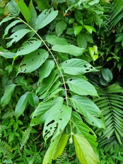 Combretum indicum