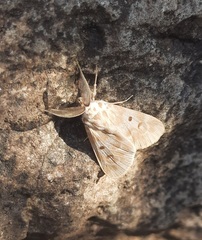 Sommeria marchalii