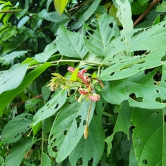 Combretum indicum