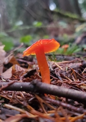 Pseudohygrocybe