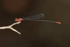 Teinobasis rufithorax