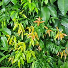 Syzygium myrtifolium