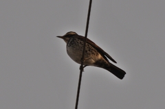 Turdus eunomus