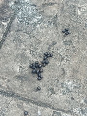 Paradoxurus musangus