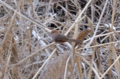 Sinosuthora webbiana