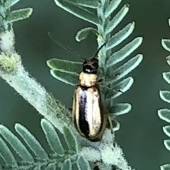 Monolepta subsuturalis