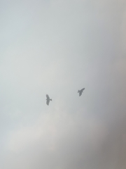Milvus migrans