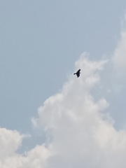 Milvus migrans