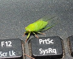 Guineapsaltria flava