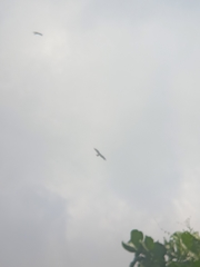 Milvus migrans