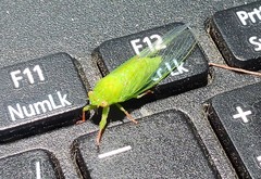 Guineapsaltria flava