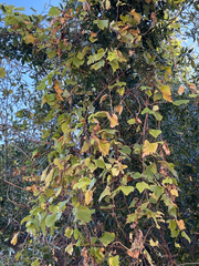 Vitis peninsularis