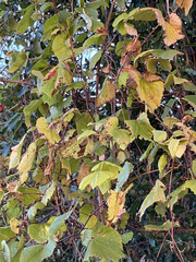 Vitis peninsularis