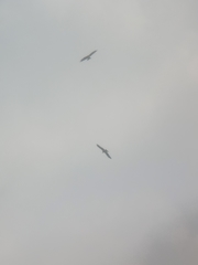 Milvus migrans