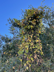 Vitis peninsularis