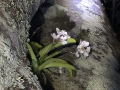 Sarcochilus