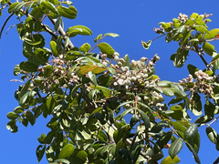 Rhus tepetate