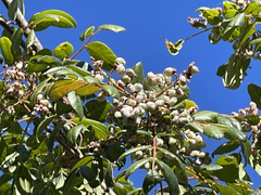 Rhus tepetate