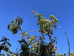 Rhus tepetate