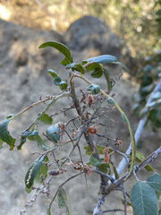 Rhus tepetate