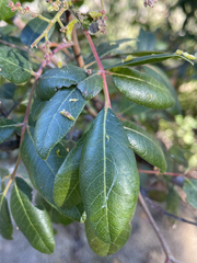 Rhus tepetate