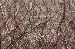 Emberiza spodocephala