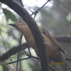 Colluricincla boweri