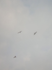 Milvus migrans