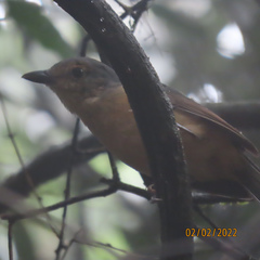 Colluricincla boweri