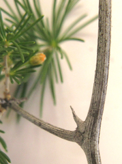 Asparagus retrofractus