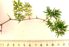 Asparagus retrofractus