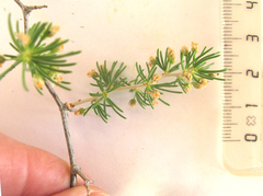 Asparagus retrofractus